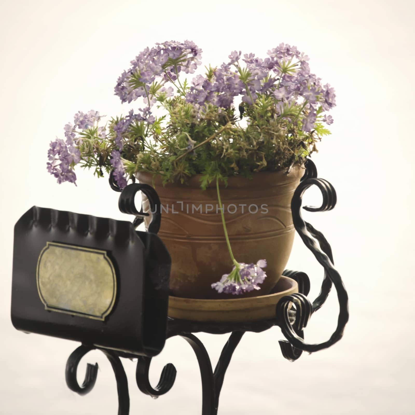 Flower With Vintage Empty Brass  Plate, Copyspace