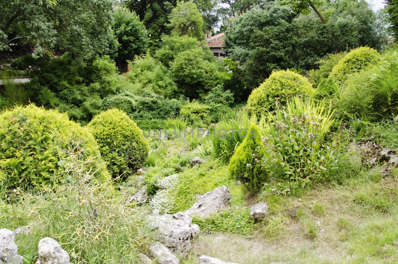 Gardening and Landscaping With Decorative Trees and Plants 