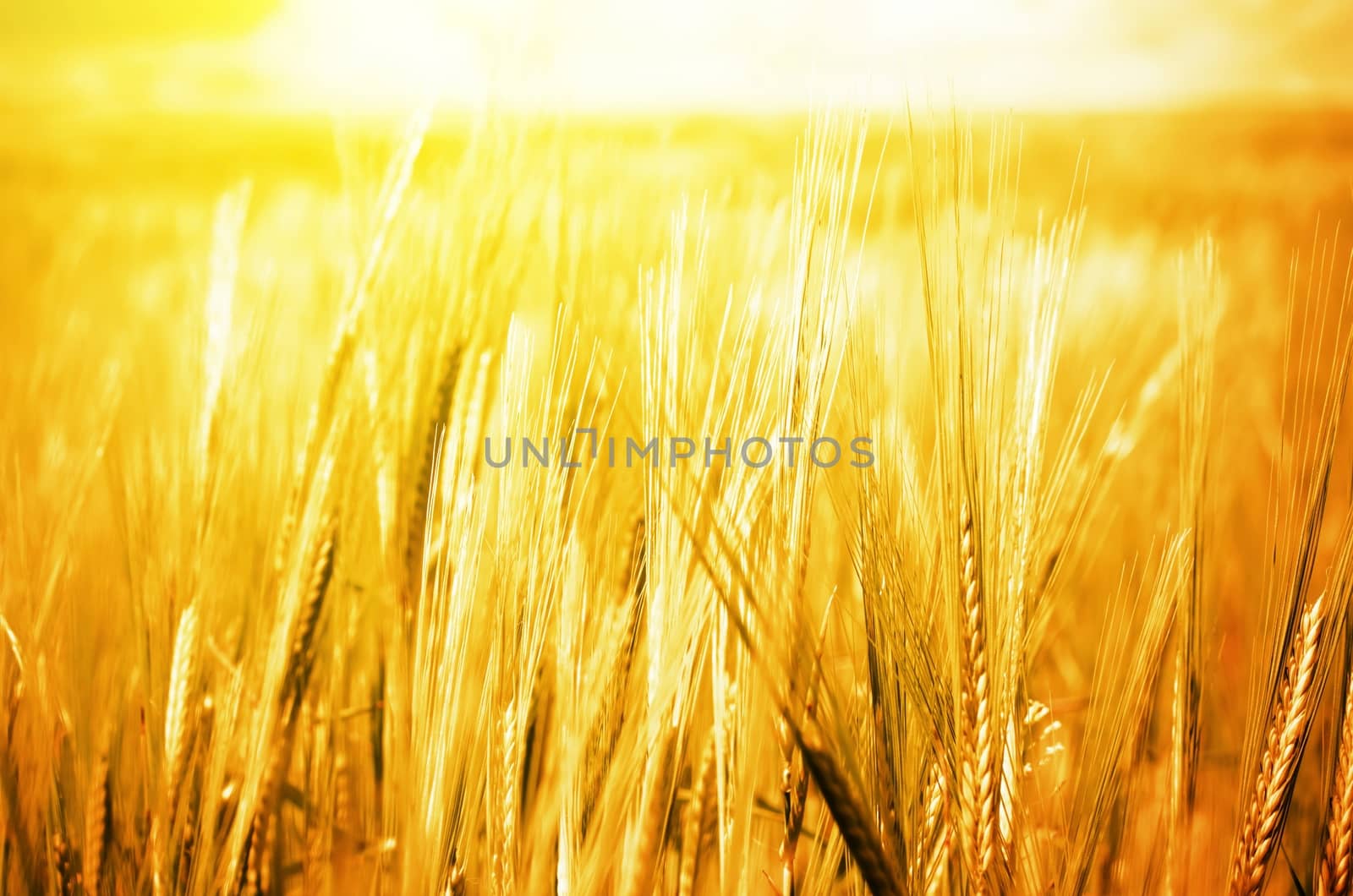 Golden Wheat Background in Summer Time 