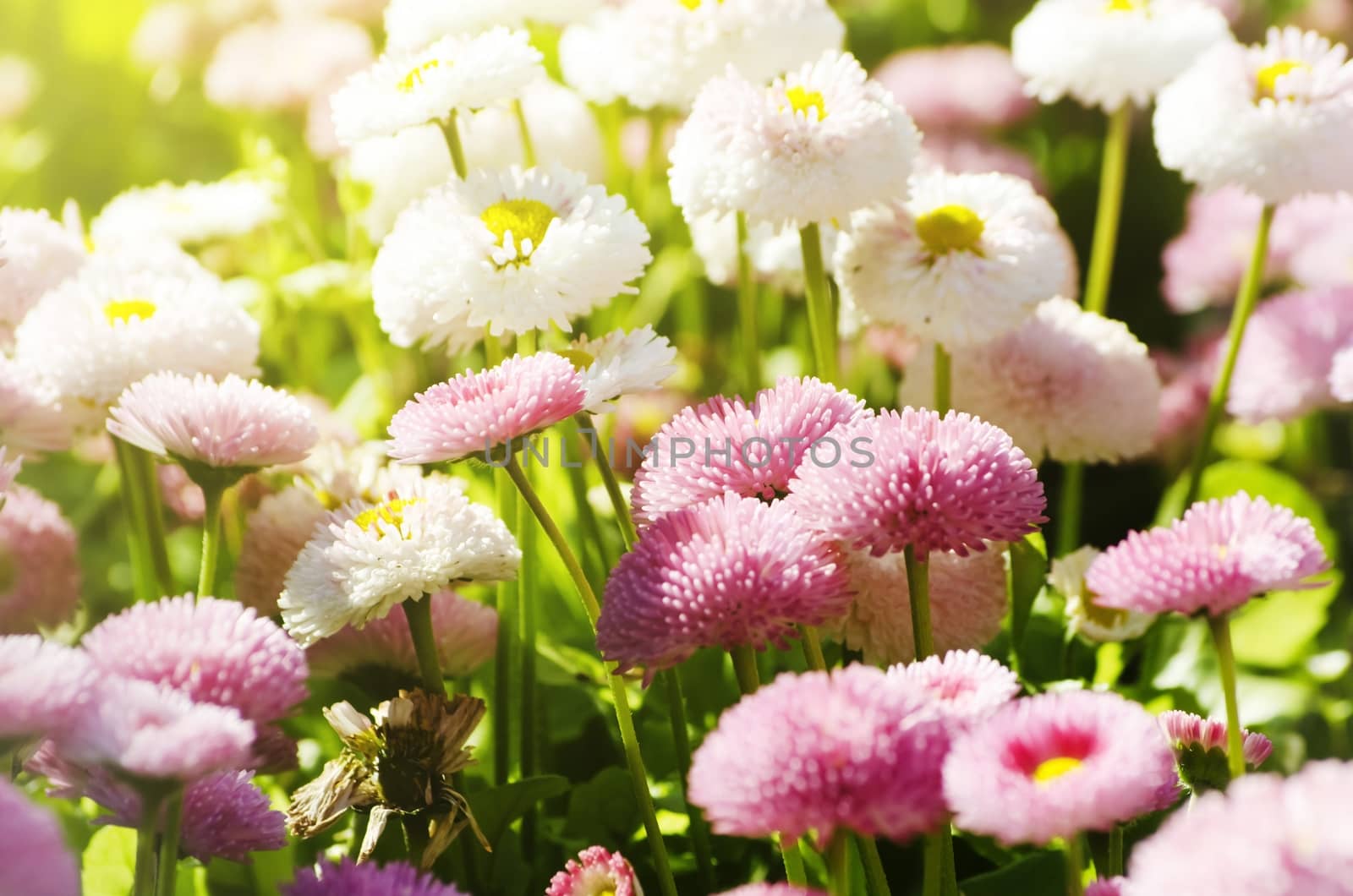 Photo of Spring or Summer Flower Over Natural Background