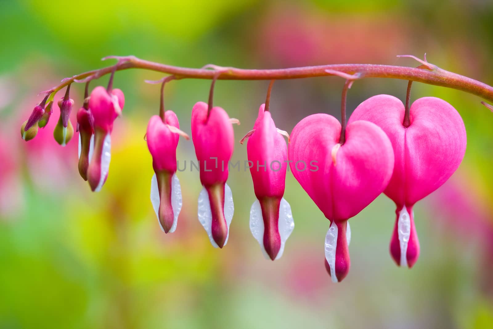 Dicentra spectabilis in bloom by aniad