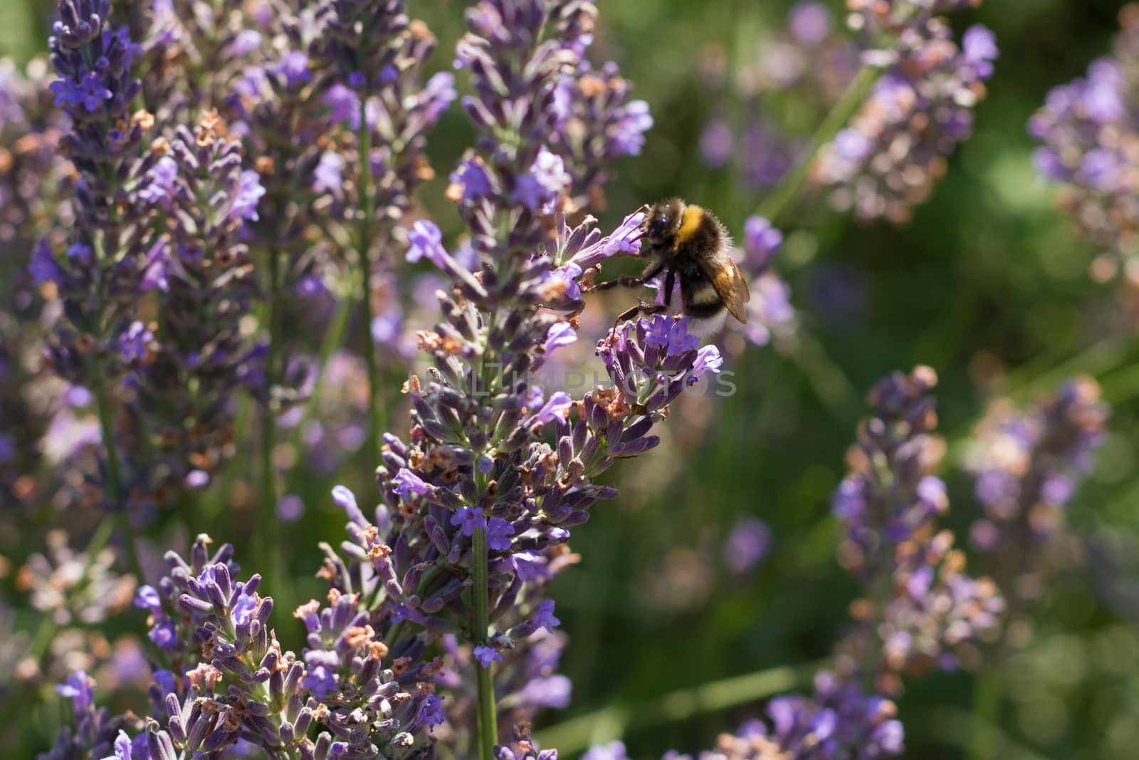purple lavender field with a busy bumble bee