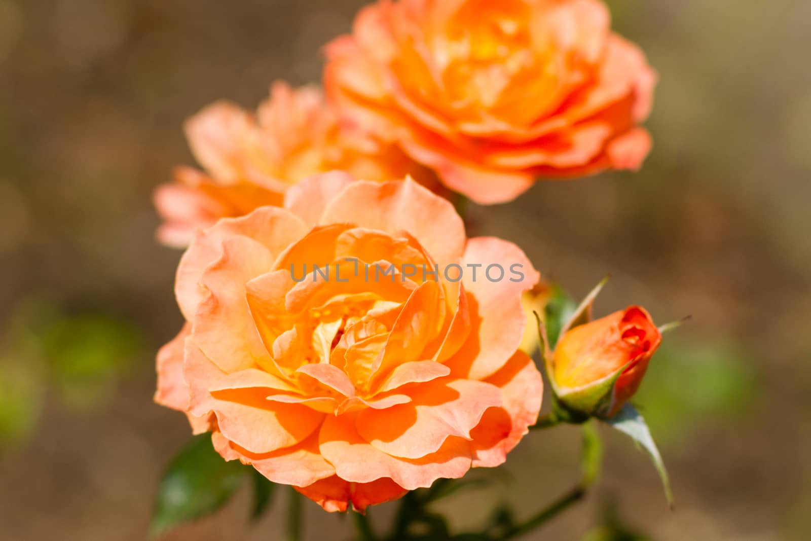 orange roses with an opening bud and green leaves