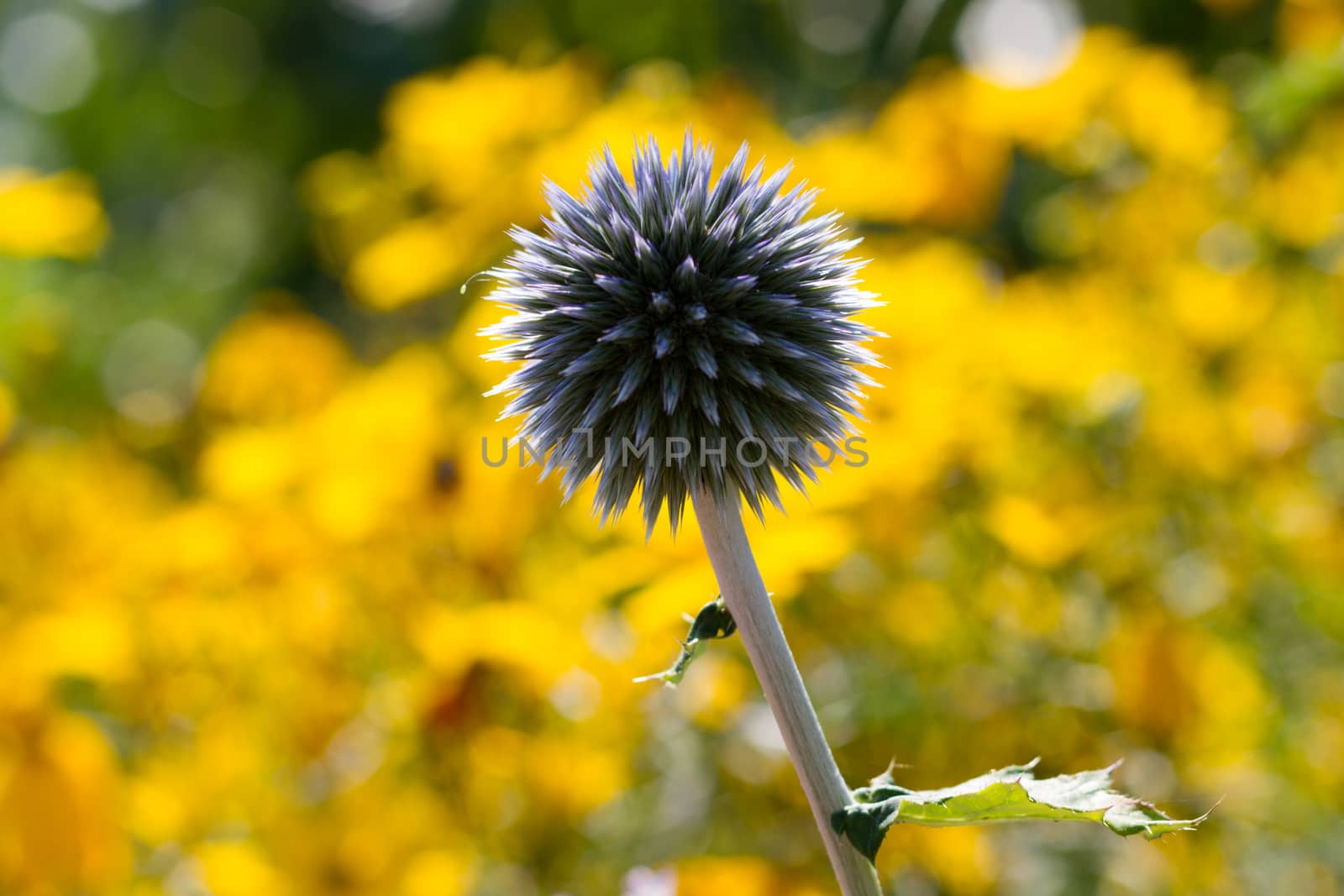 a purple thistle in front of a field of yellow flowers