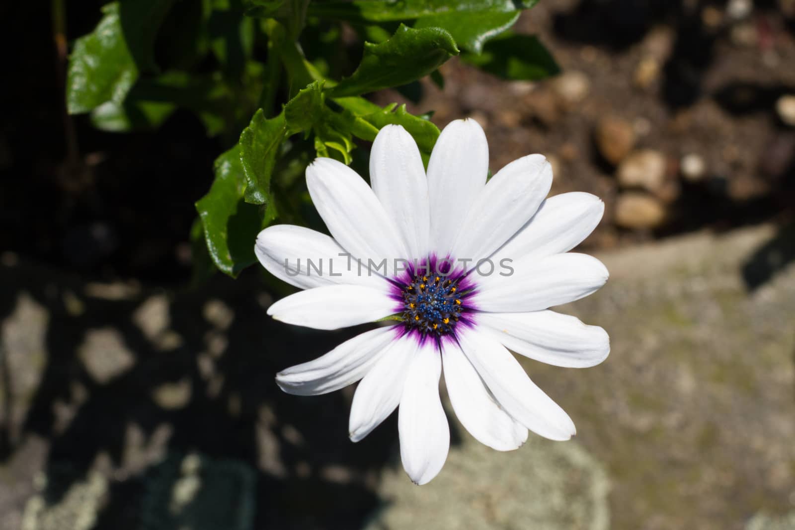 white purple blossom with green leaves and stones in the background