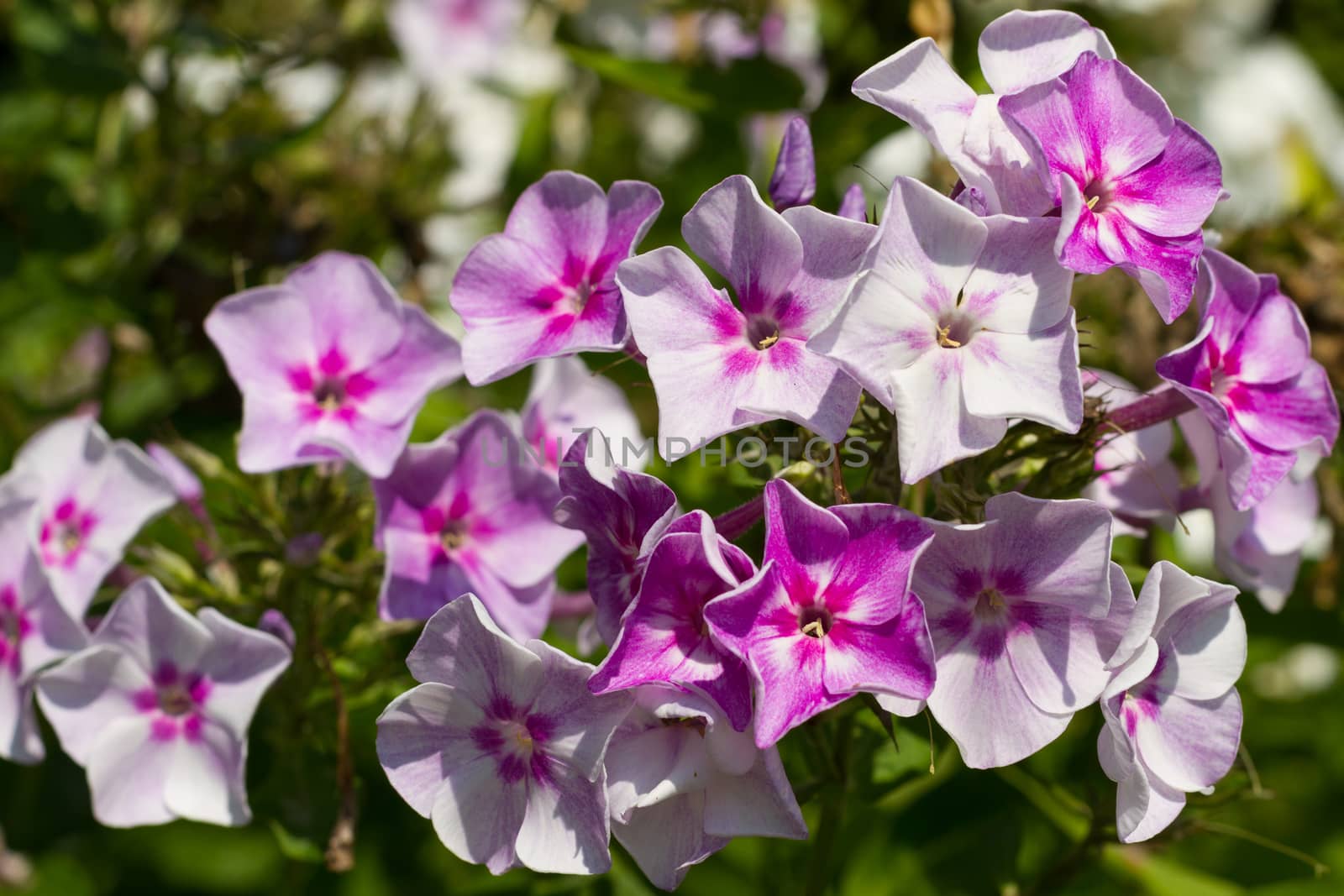 white purple blossoms with green leaves in the background