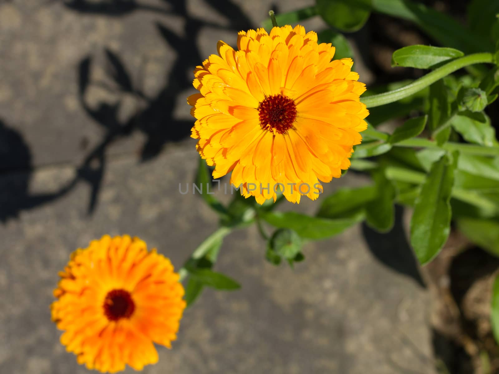 yellow blossoms with green leaves and stone in the background