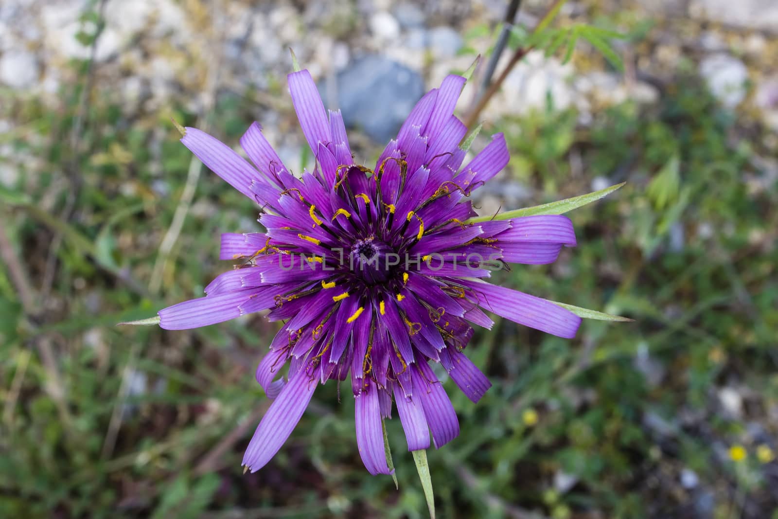 Close up view of a purple flower