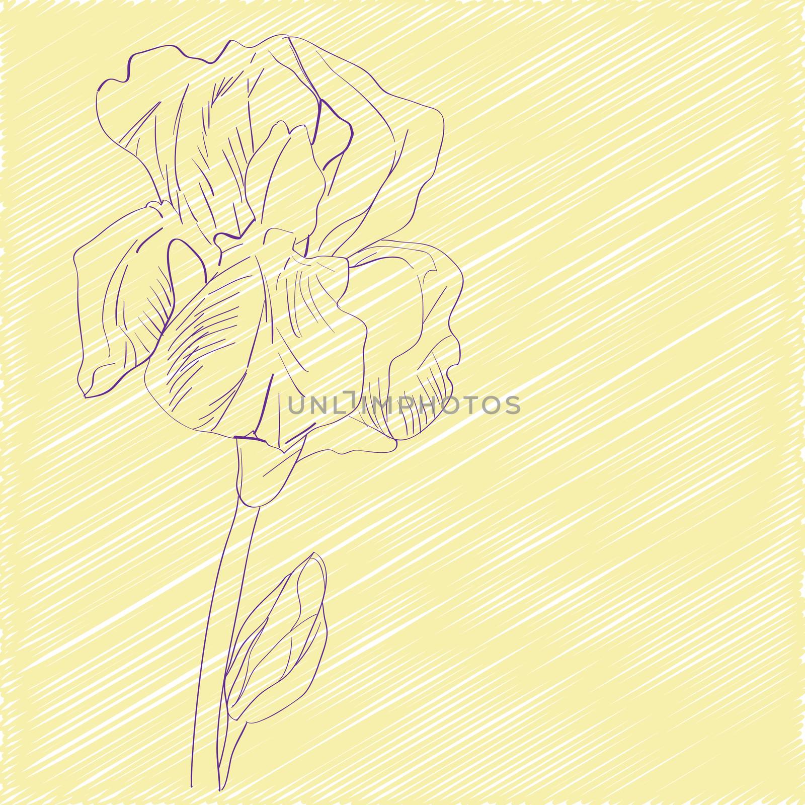 Hand drawn sketch with an iris over a yellow background, greeting card
