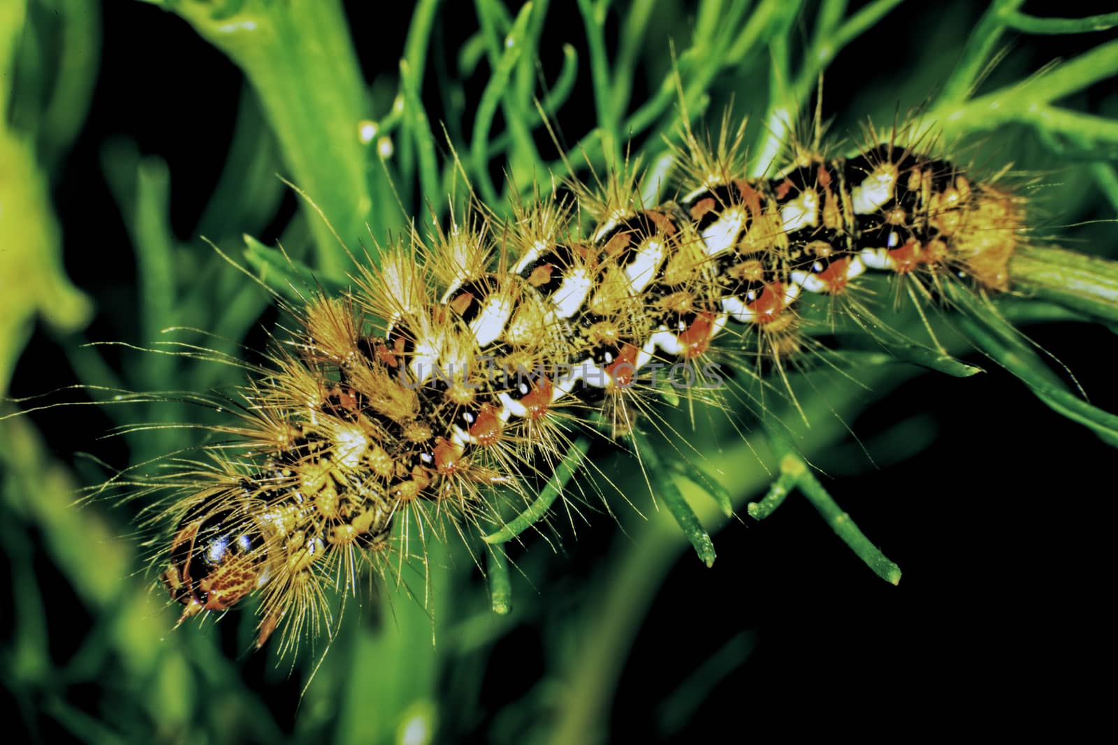 Larva stage of the Red dagger moth