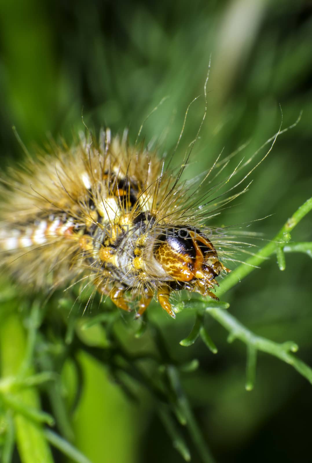 Red dagger moth caterpillar by thomas_males