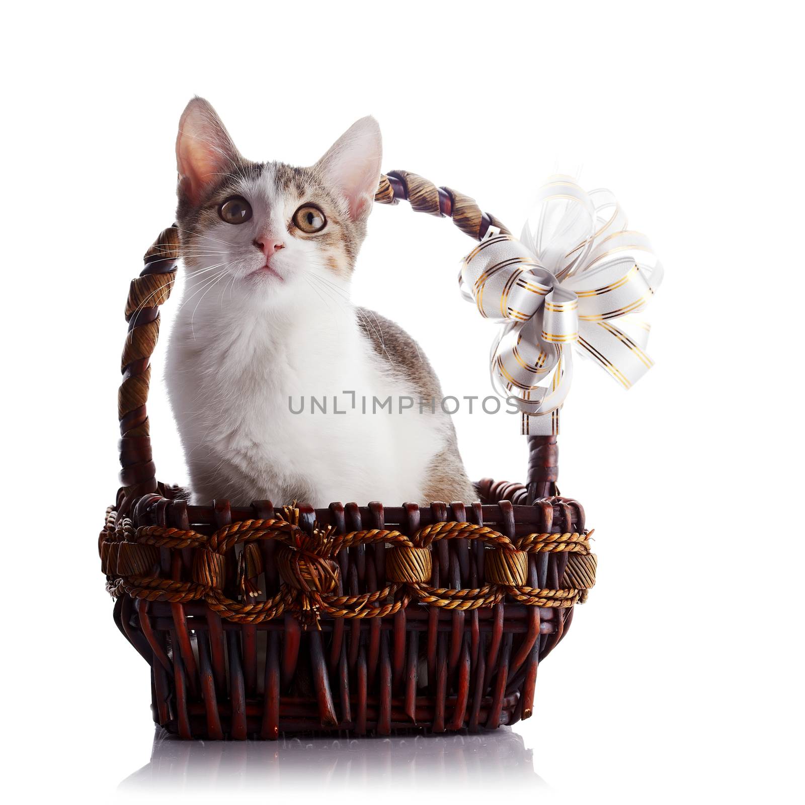 Kitten in a basket with a bow. Multi-colored small kitten. Kitten on a white background. Small predator. Small cat.