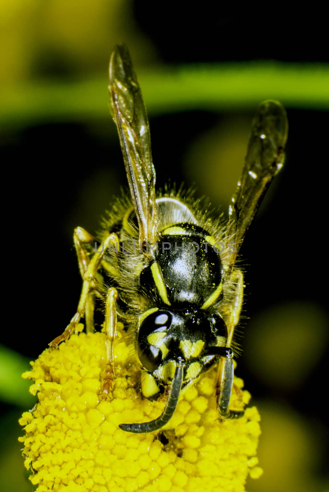 Common Wasp