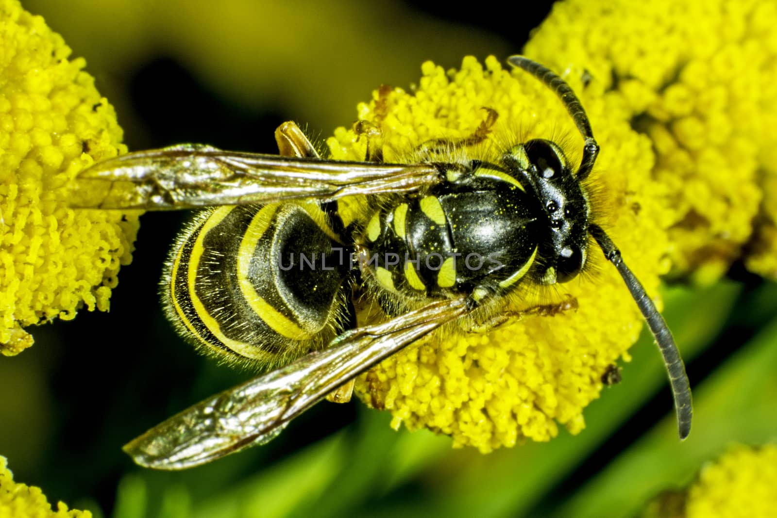 Wasp by thomas_males