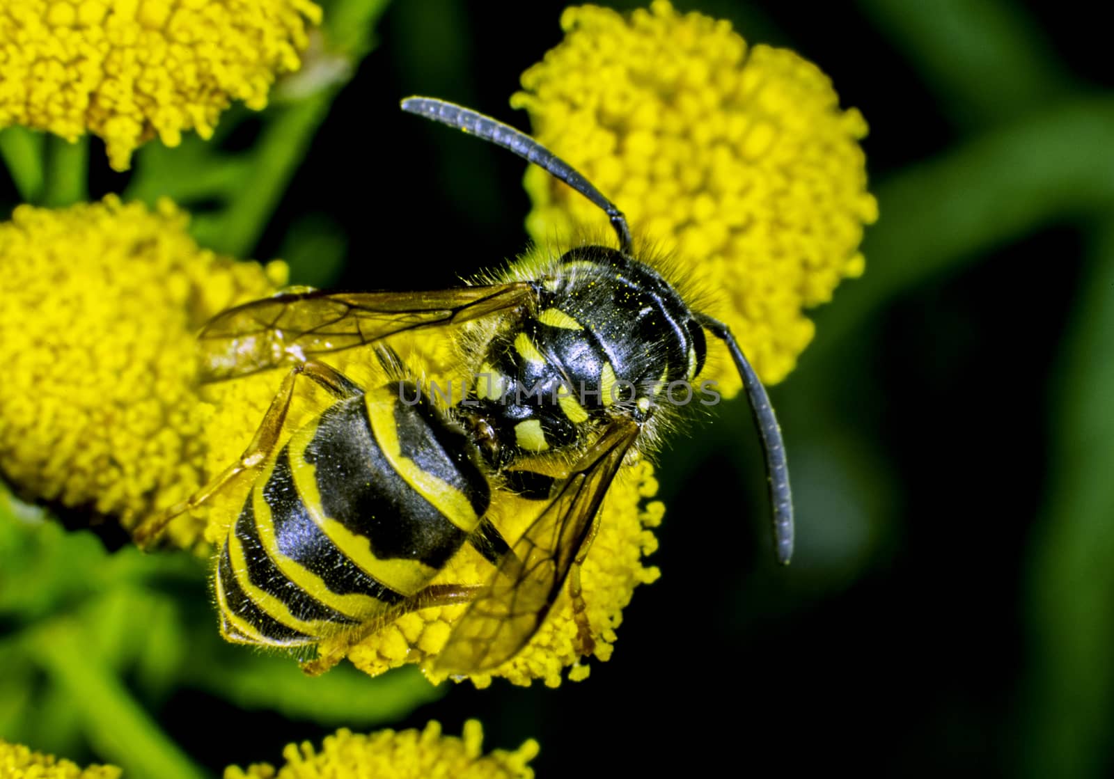 Wasp by thomas_males