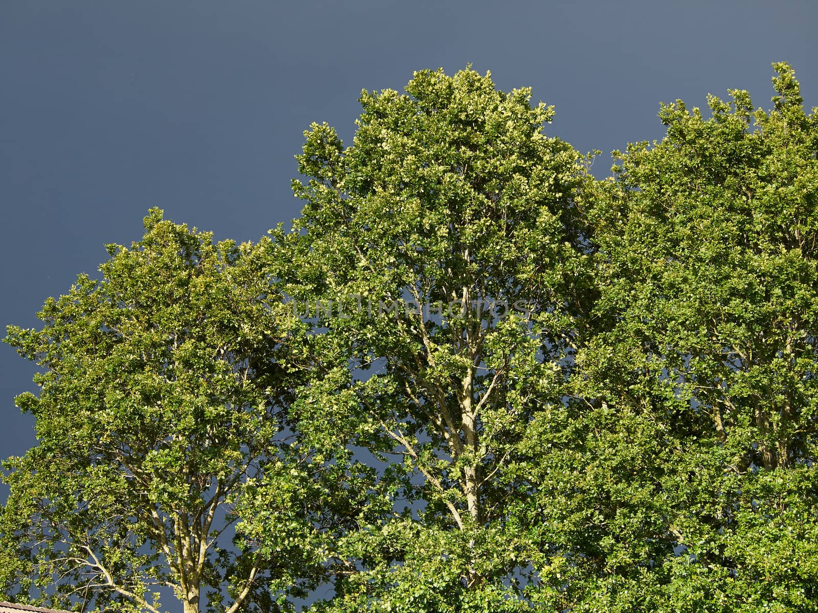 Trees with stormy sky full of dark gray clouds