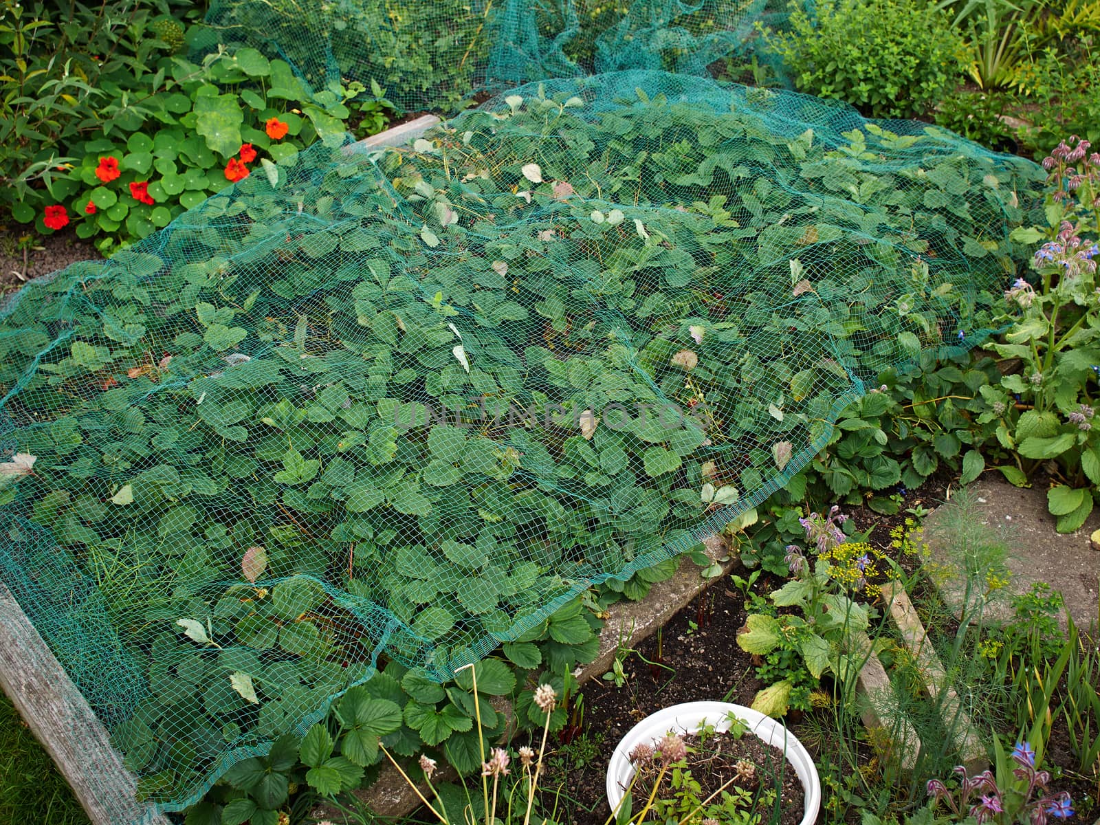 Organic strawberries in a home backyard garden covered with a protection net