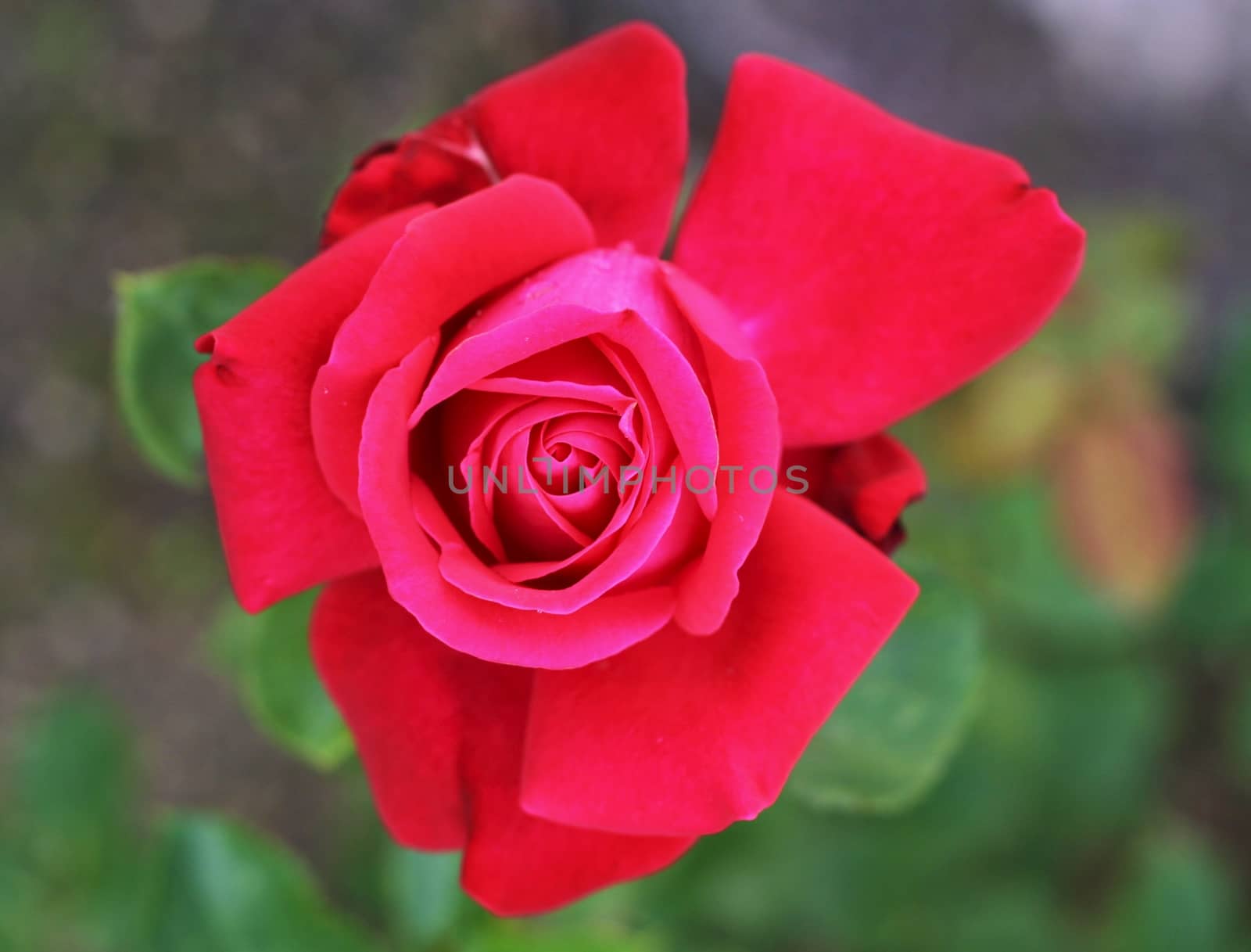Red rose in the garden by jnerad