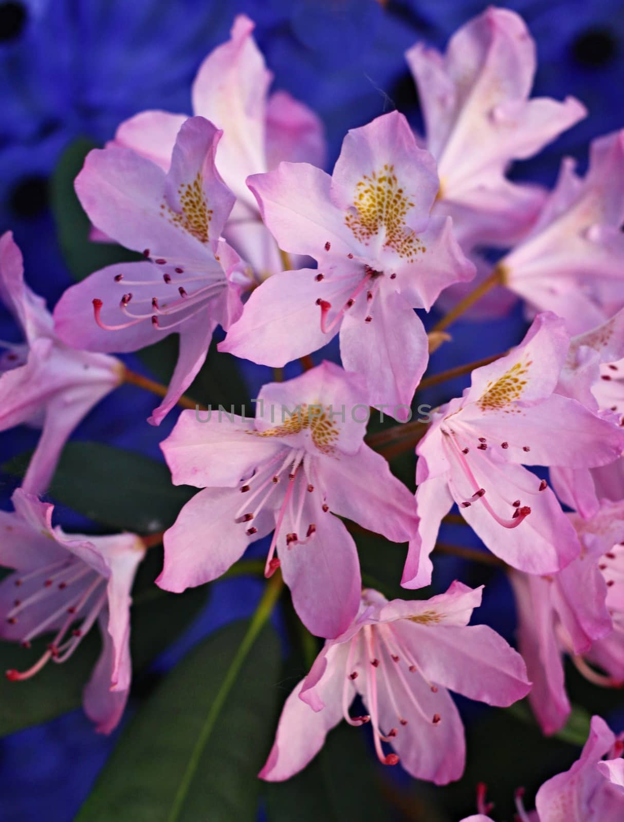 blooming Pink Azalea flowers