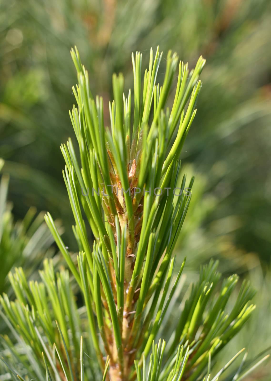 Pine Needles