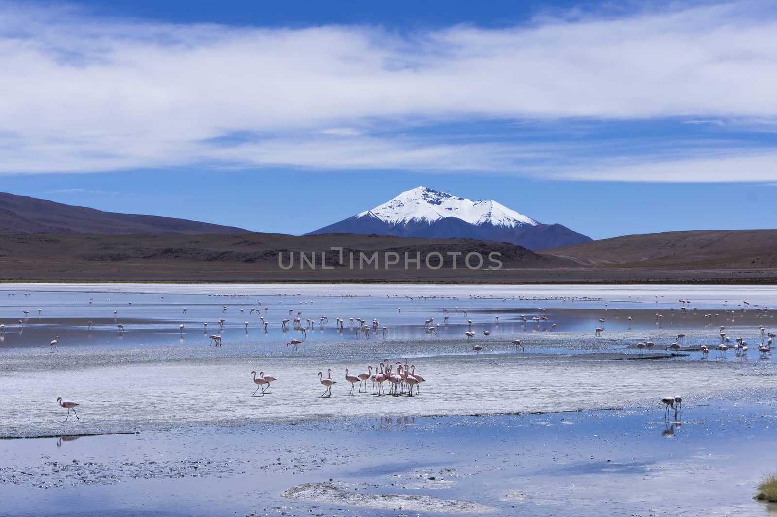 Bolivia,Altiplano Lakes