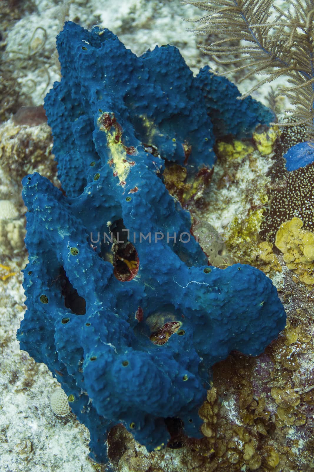 close up of a Haliclona Encrusting sponge 