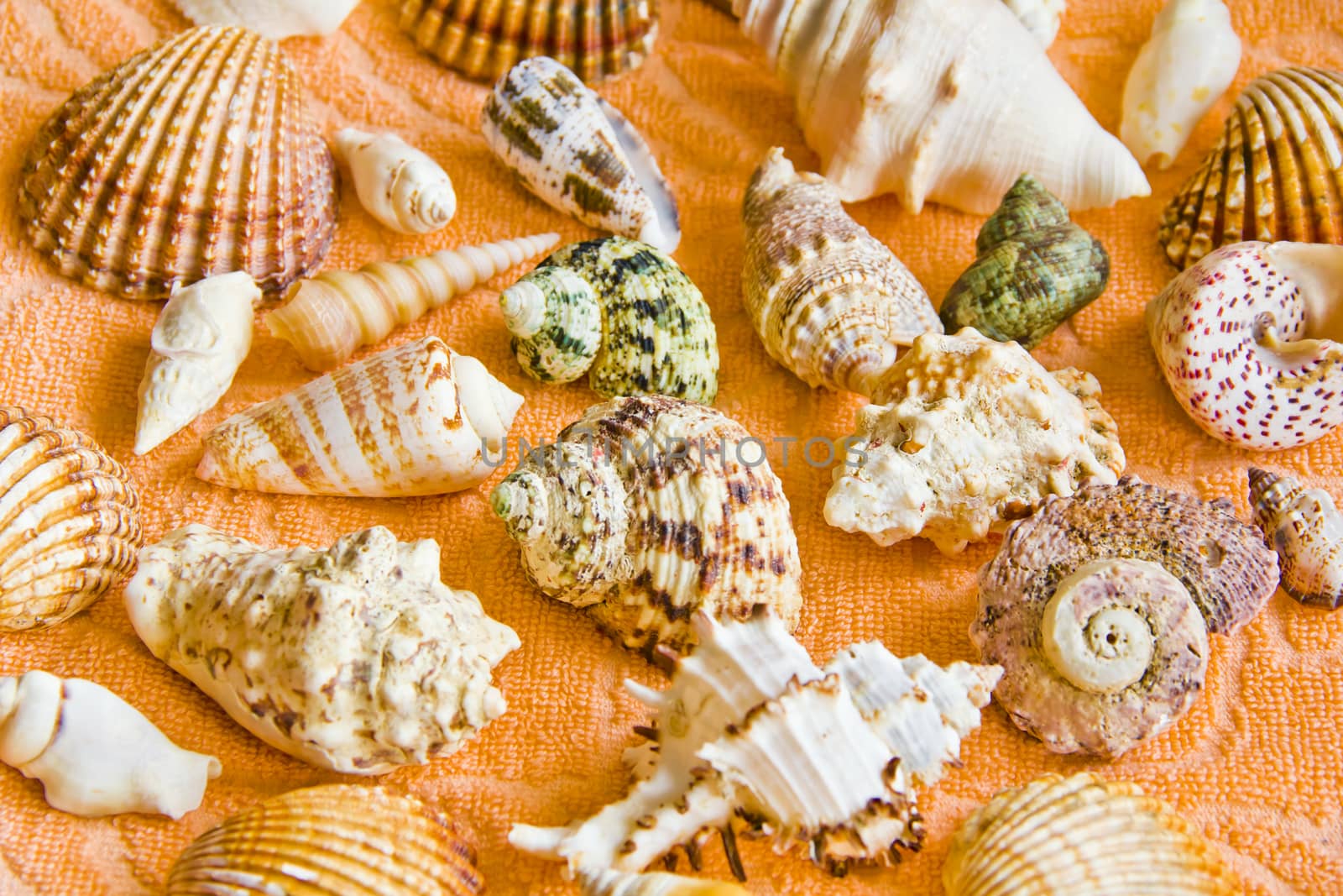Photo of lot seashells on color towel