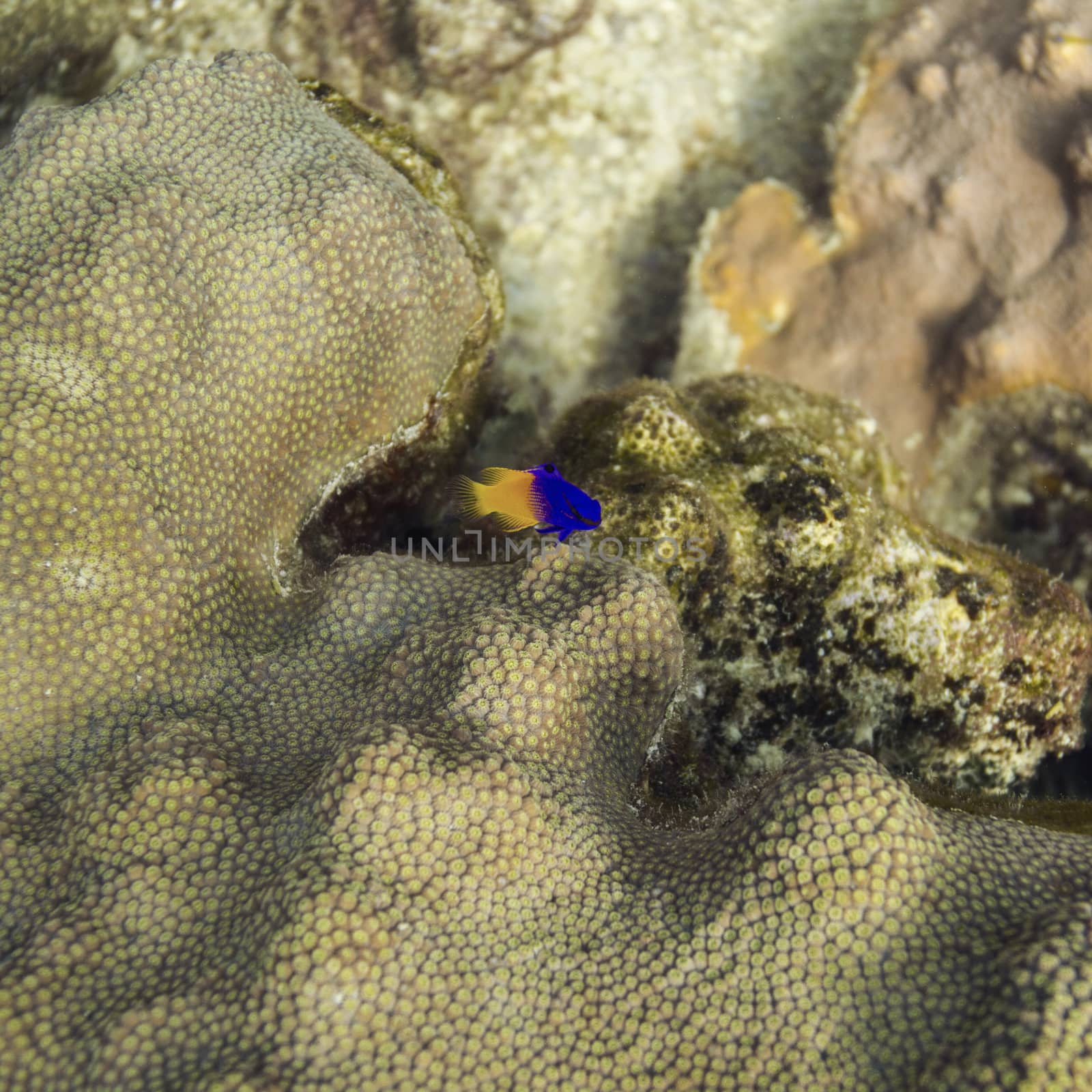 fairy basslet swimming over a sponge