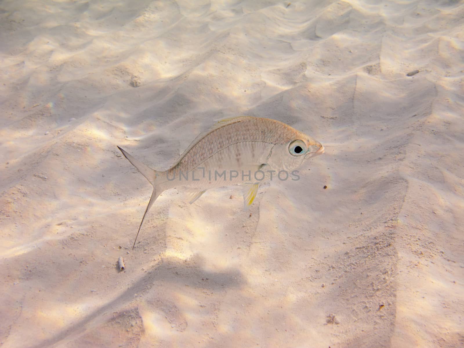 lonely yellowfin mojarra swimming over the sand