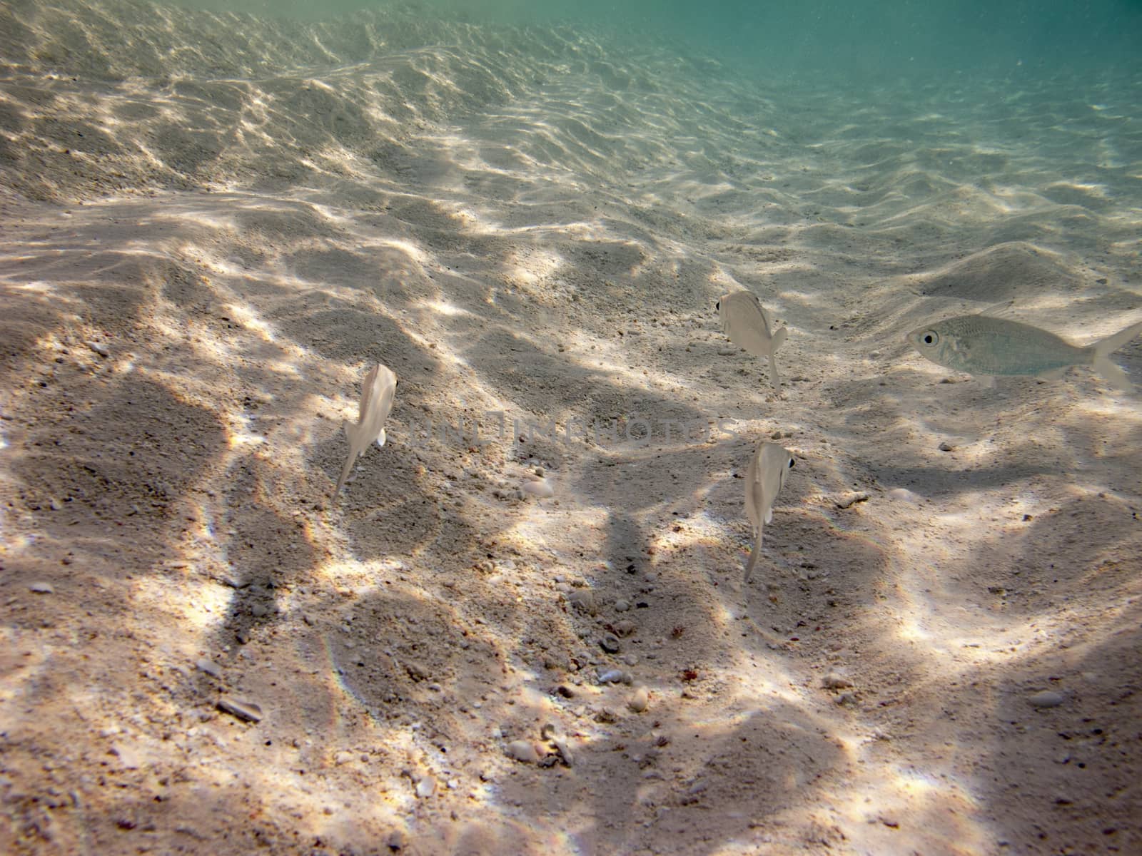 small school of yellowfin mojarra swimming over the sand
