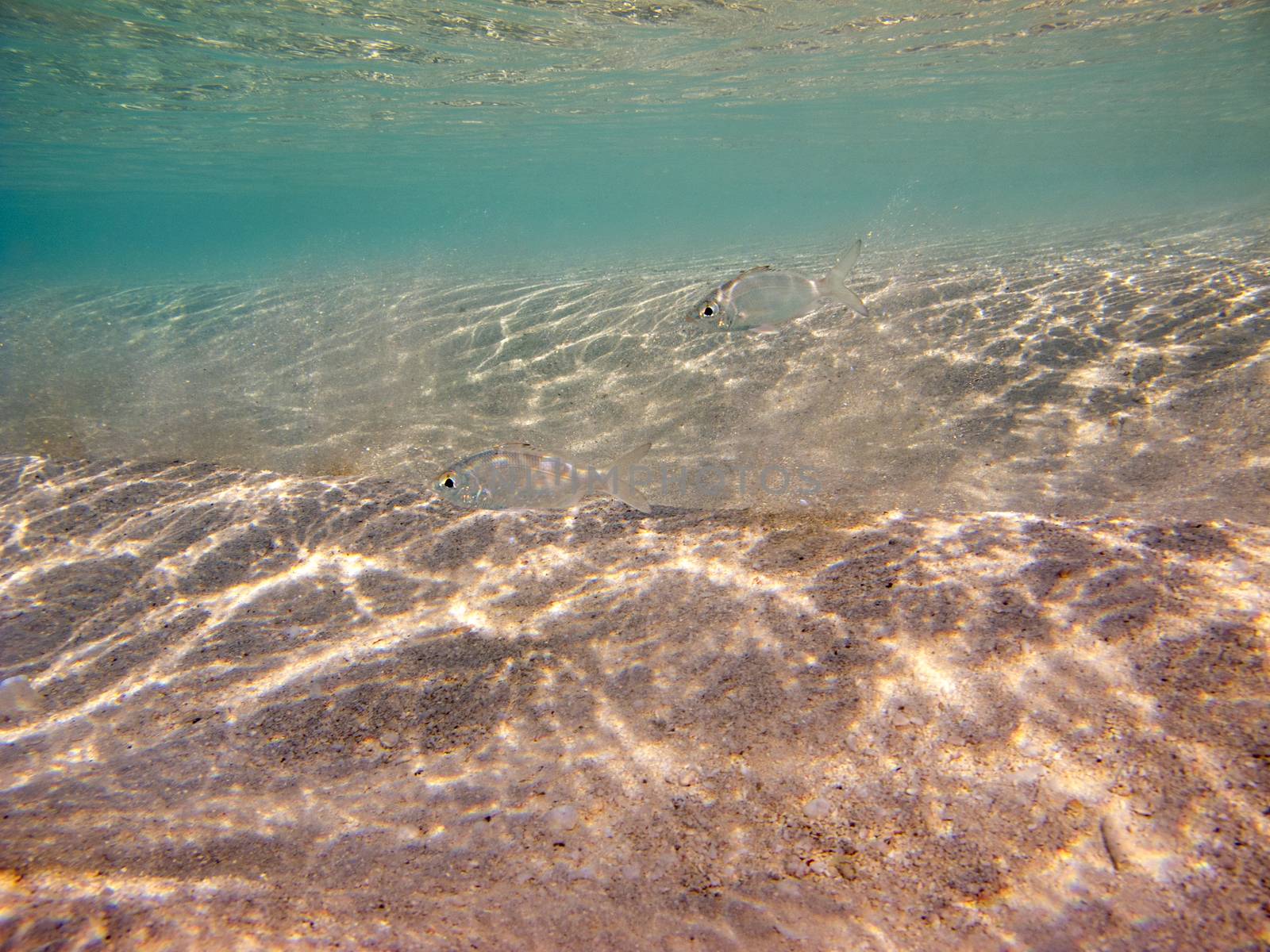 two yellowfin mojarra swimming in the reflux of a sandy beach