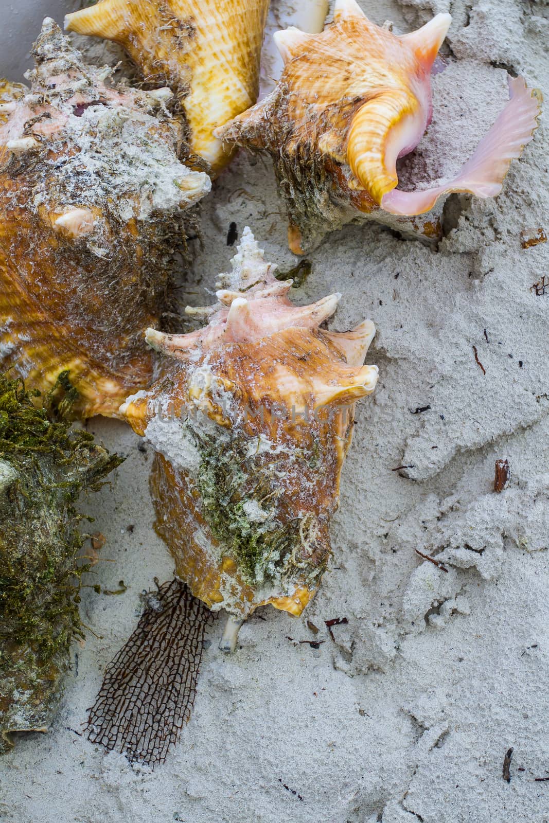 colorful conch shell on white sand