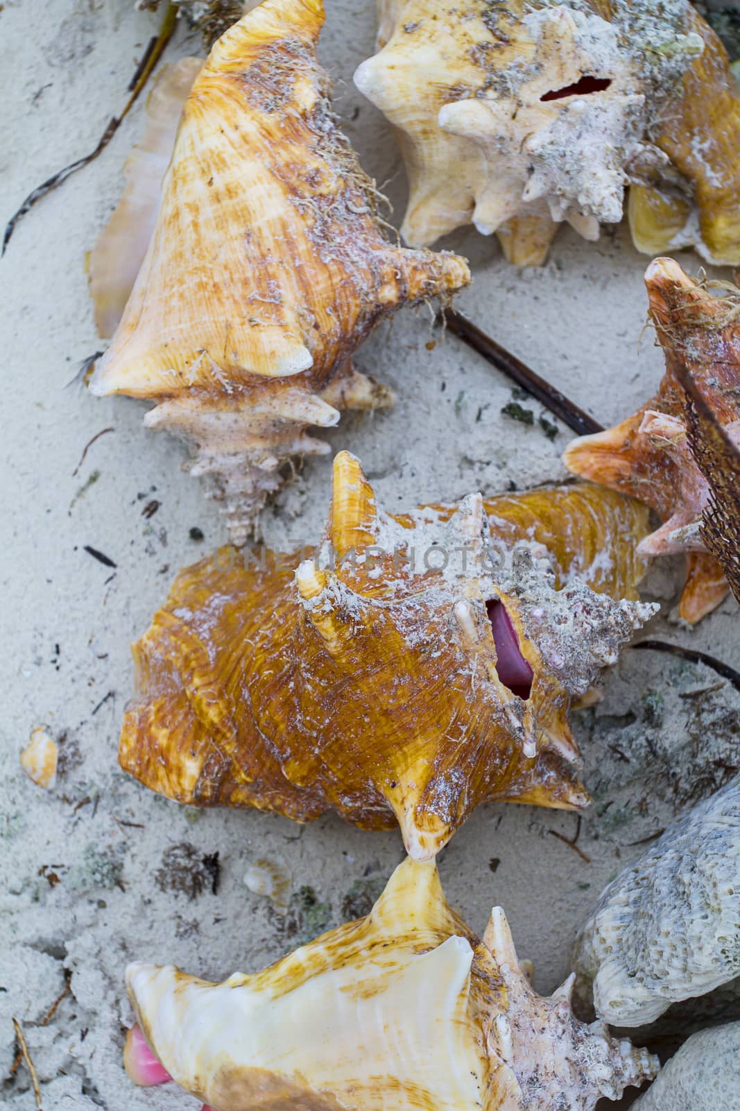 colorful conch shell on white sand