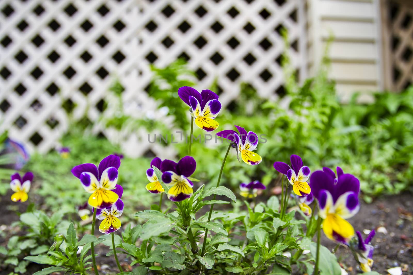Yellow and purple pansy in the garden