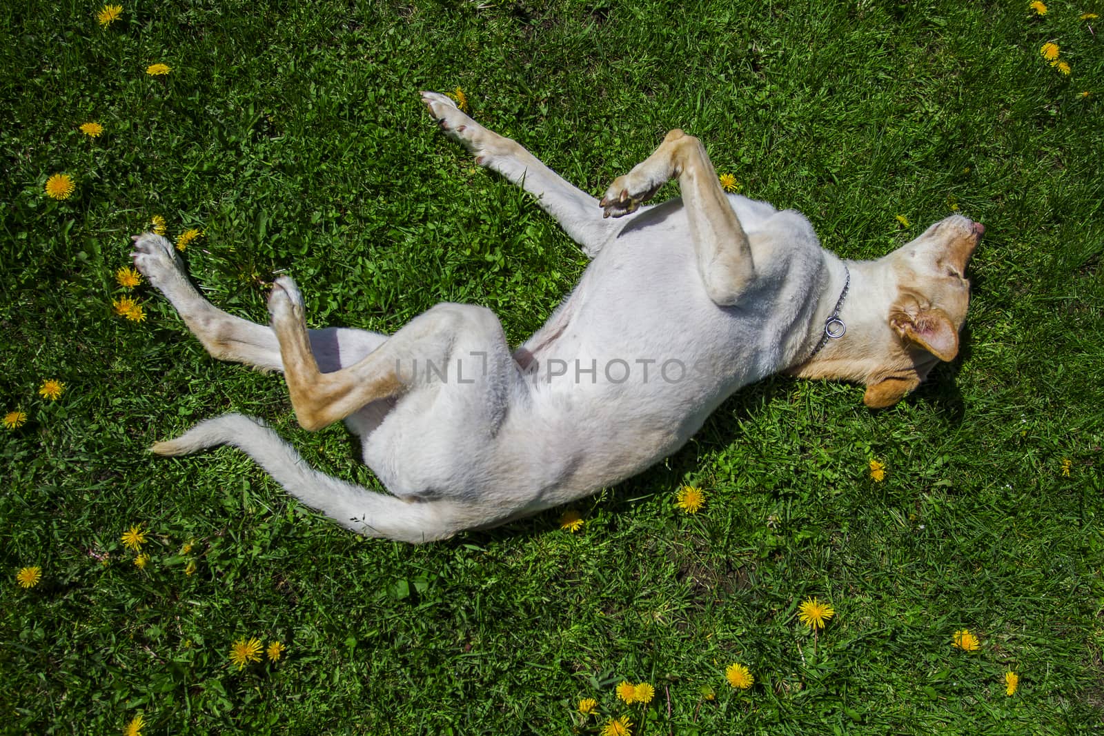 golden dog rolling in the grass and dandelion