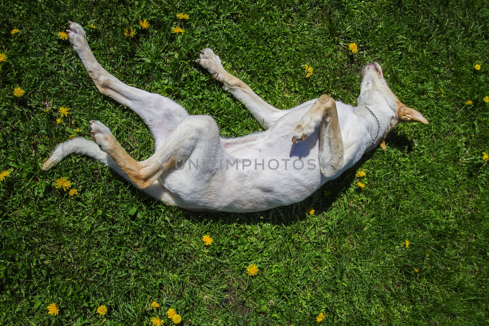 golden dog rolling in the grass and dandelion