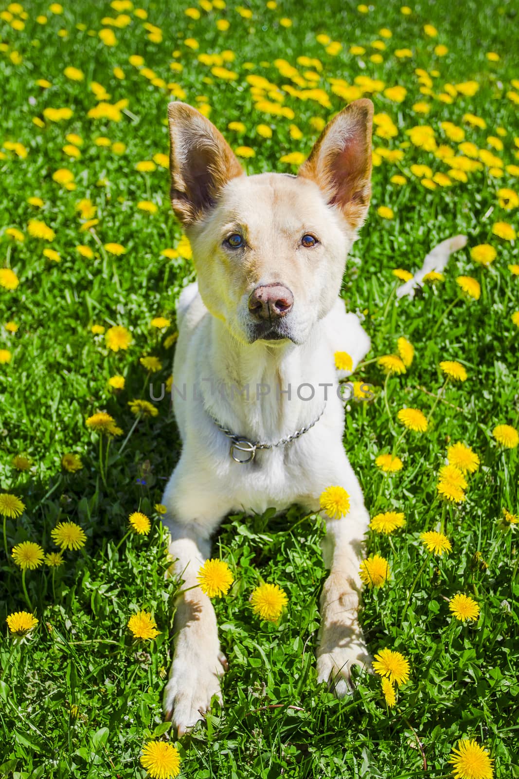 golden dog laying in a field of dandelion