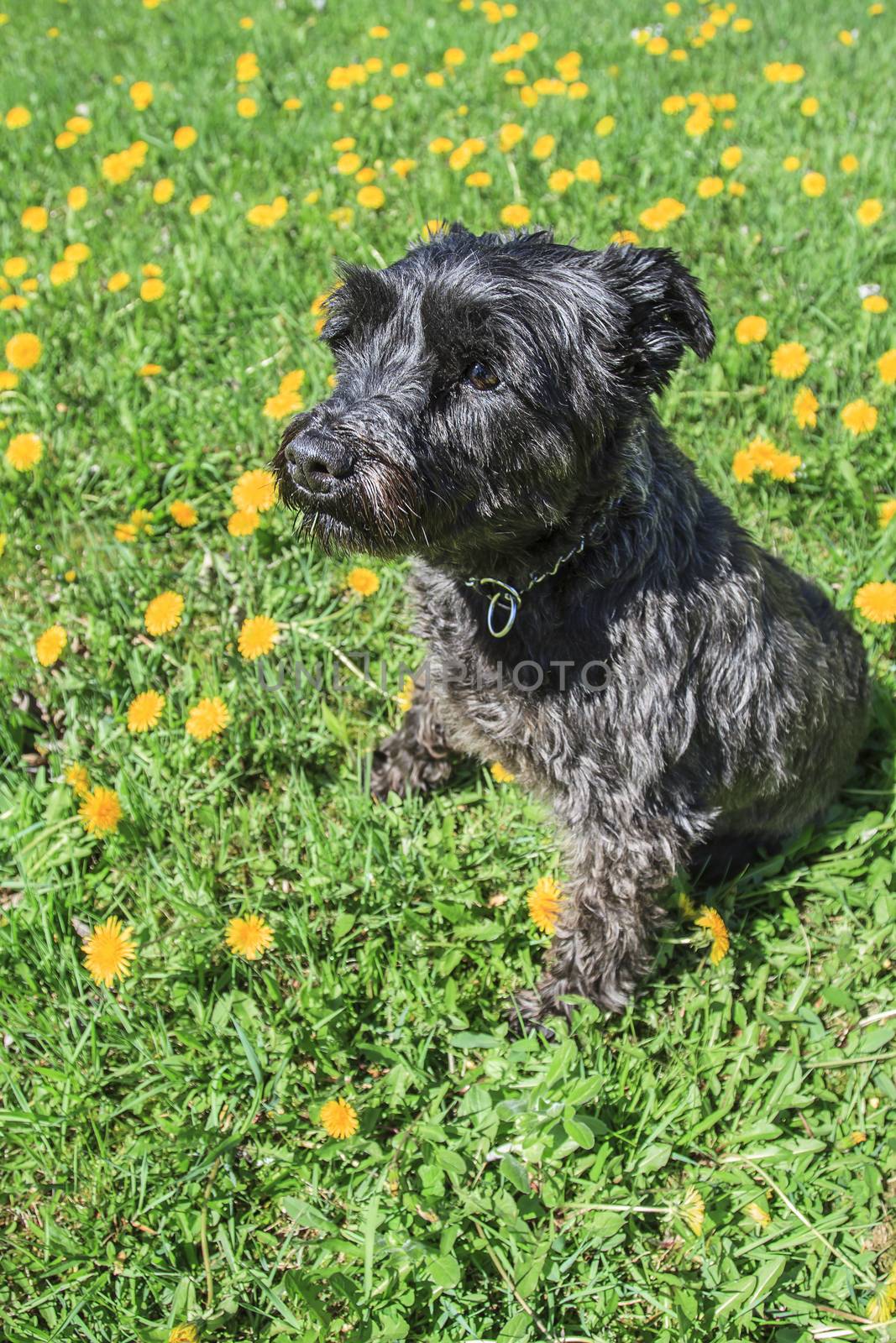 Miniature black schnauzer sitting in a field of dandelion