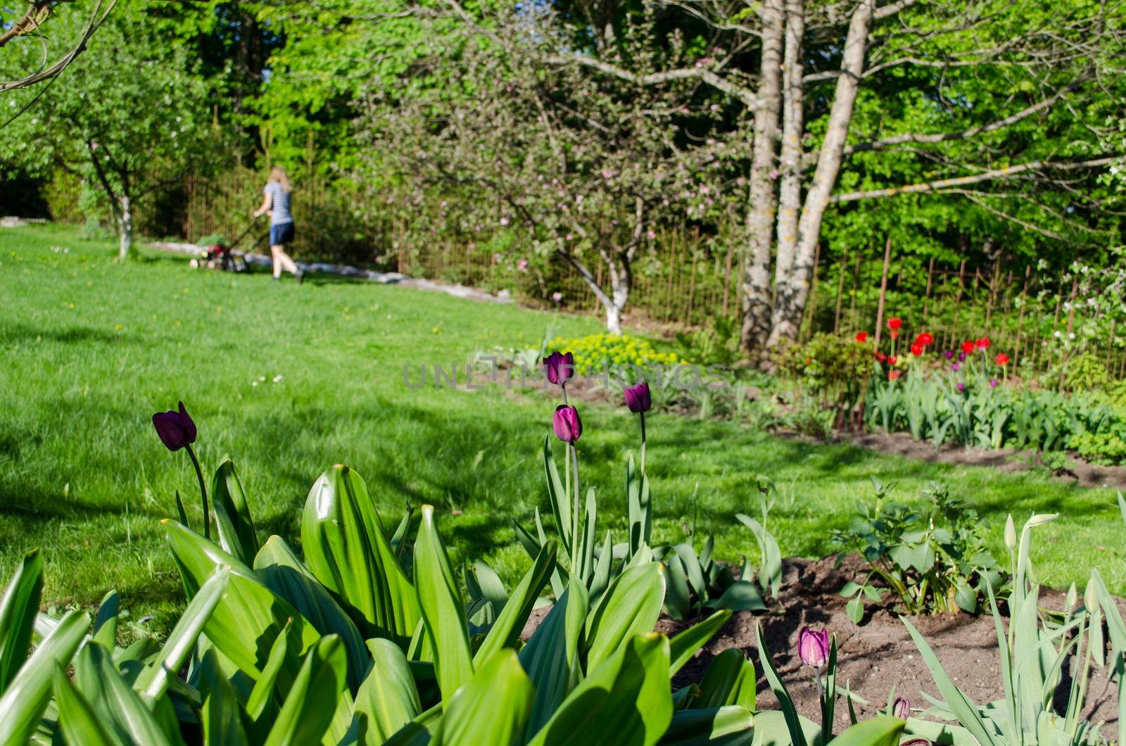 garden spring tulip and woman cutting grass background