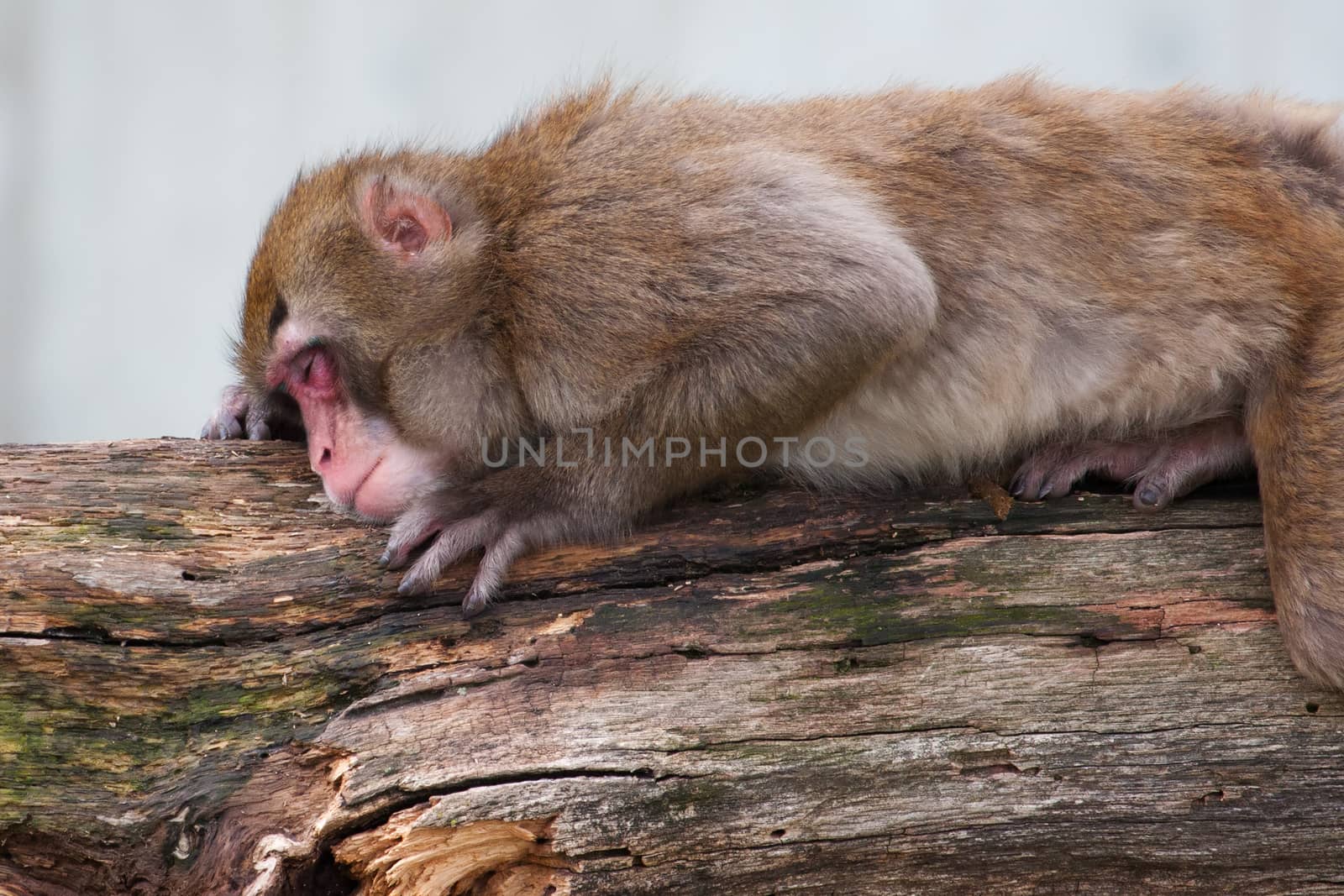 Macaque (Snow) Monkey's taking a nap by Coffee999