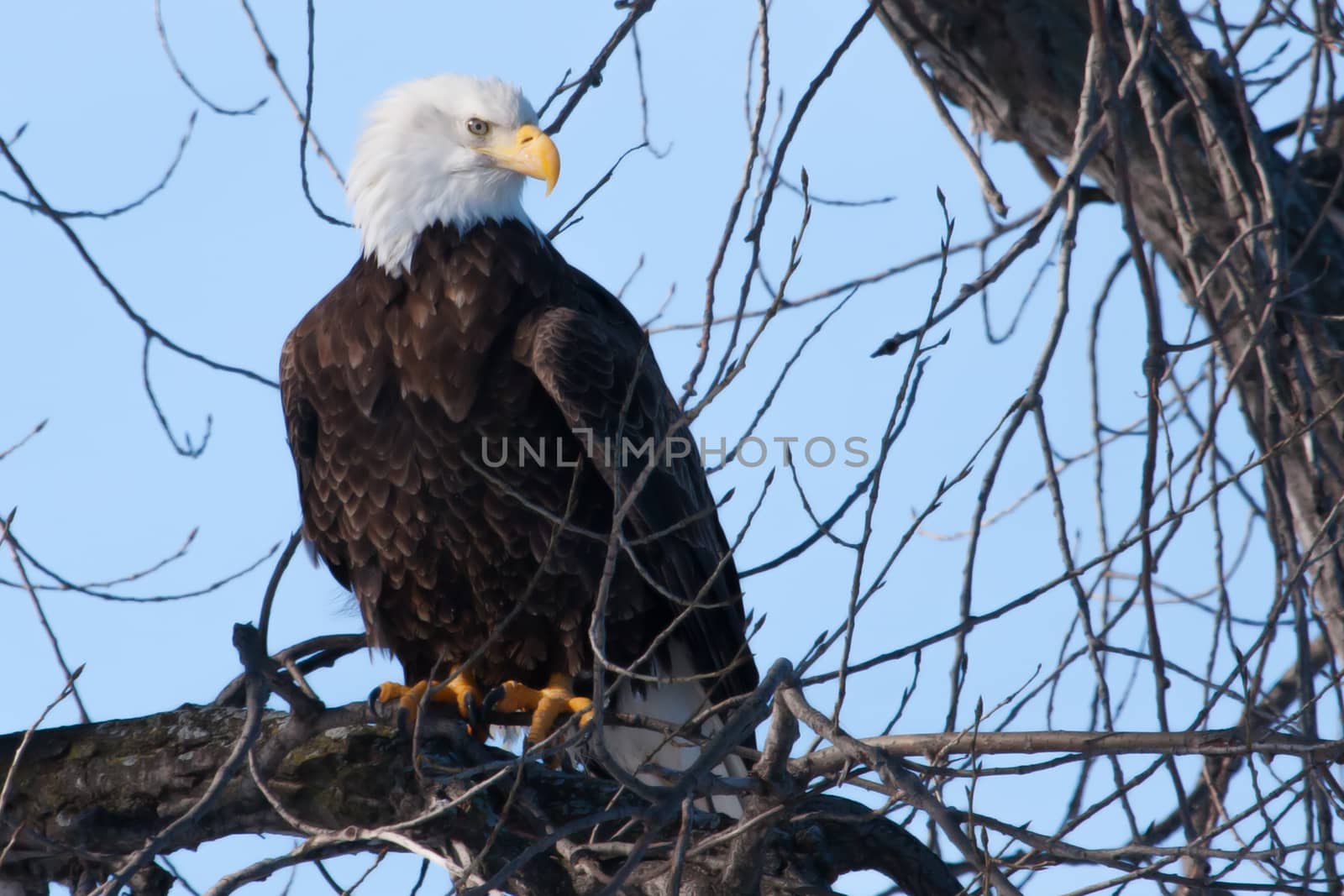 American Bald Eagle perched in a tree soft focus