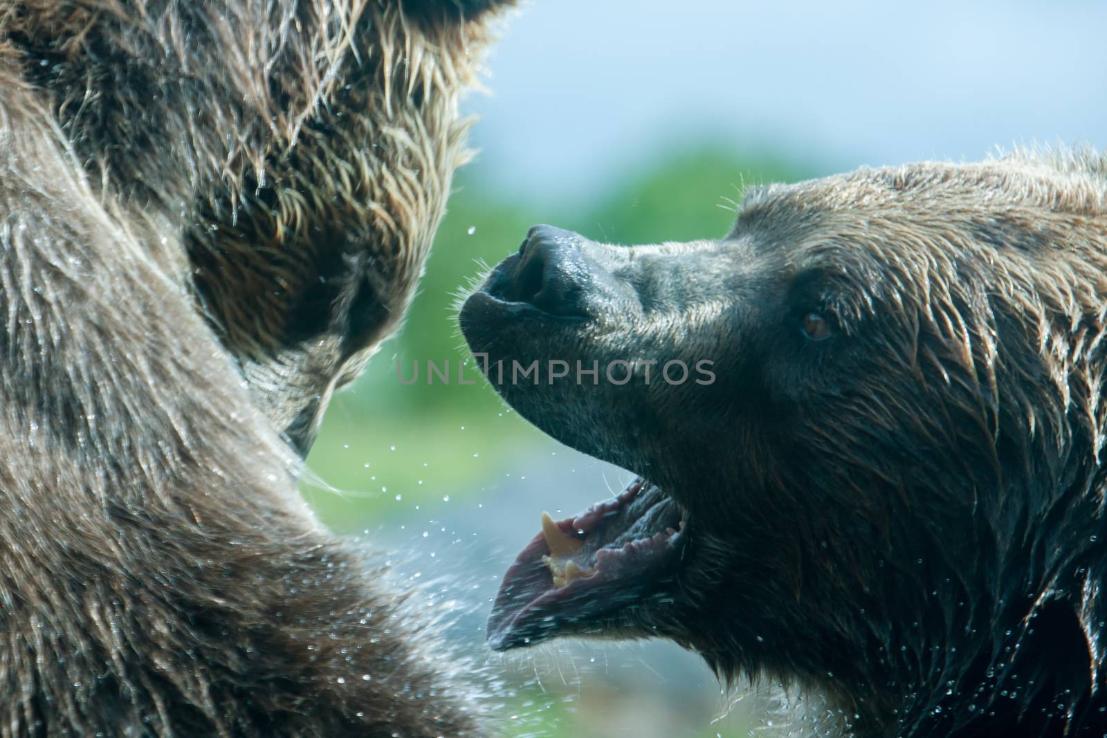 Two Grizzly (Brown) Bears Fighting or playing