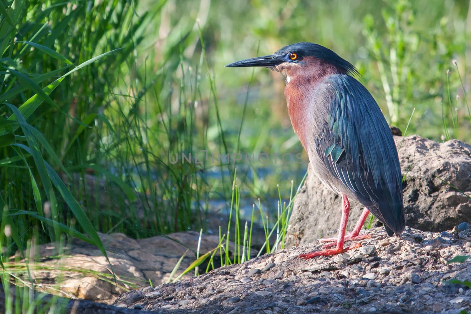 Green Heron (Butorides virescens virescens) posing on lake shore