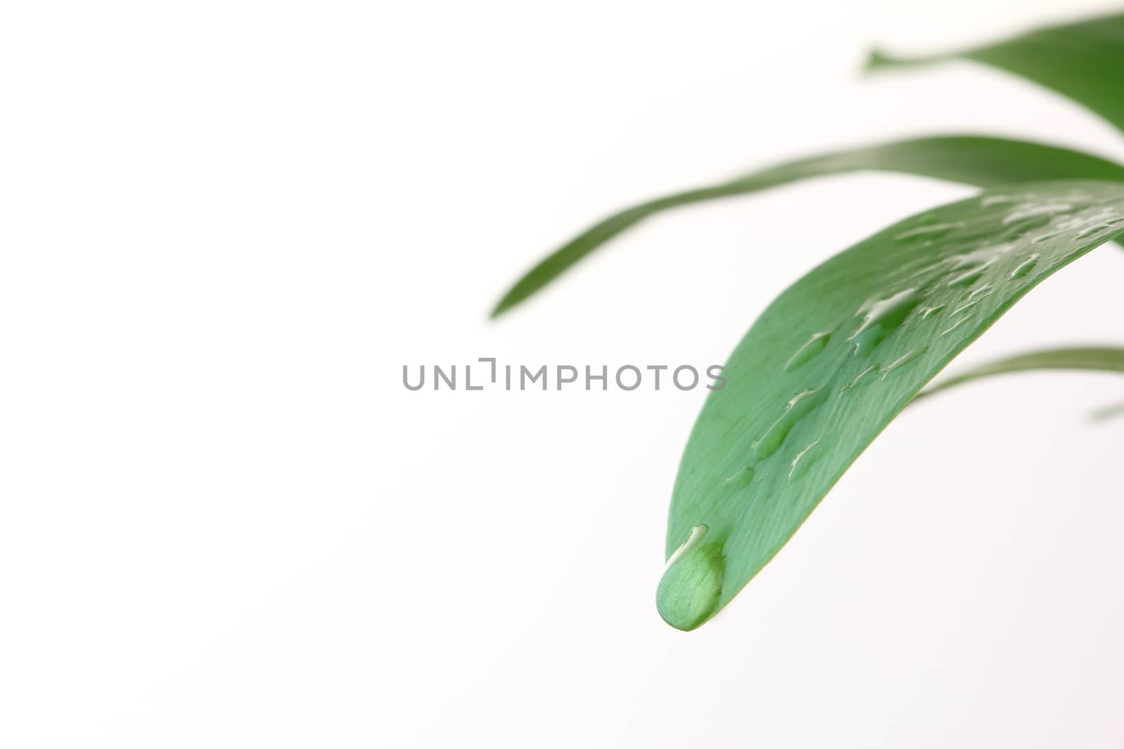 Waterdrop on green leaf white background