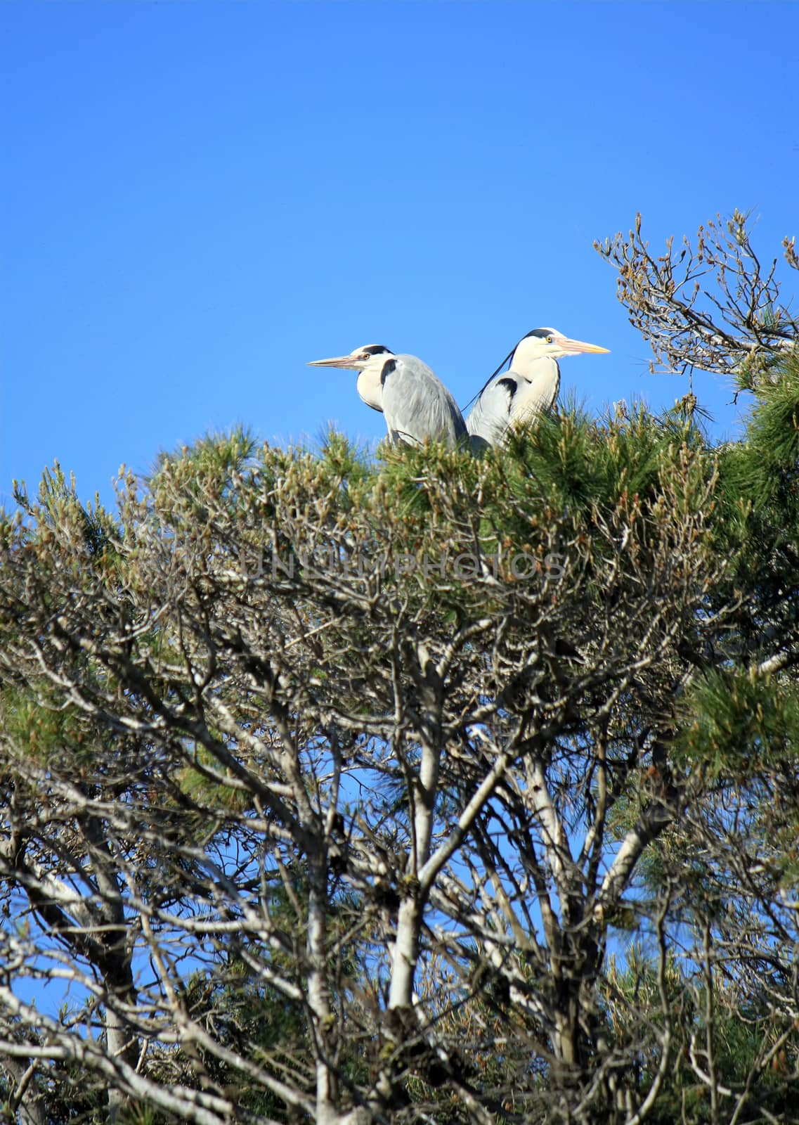 Grey herons, ardea cinerea, in a tree by Elenaphotos21