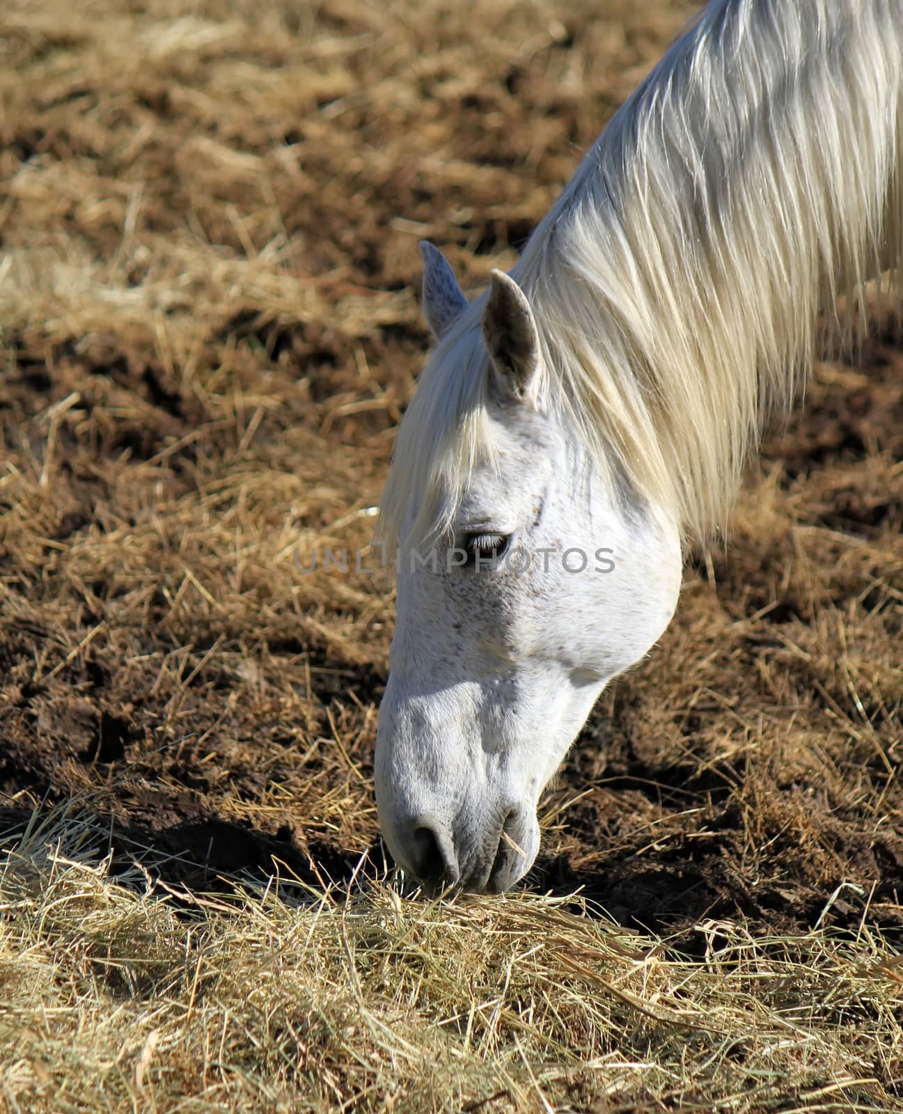 Camargue horse, France by Elenaphotos21