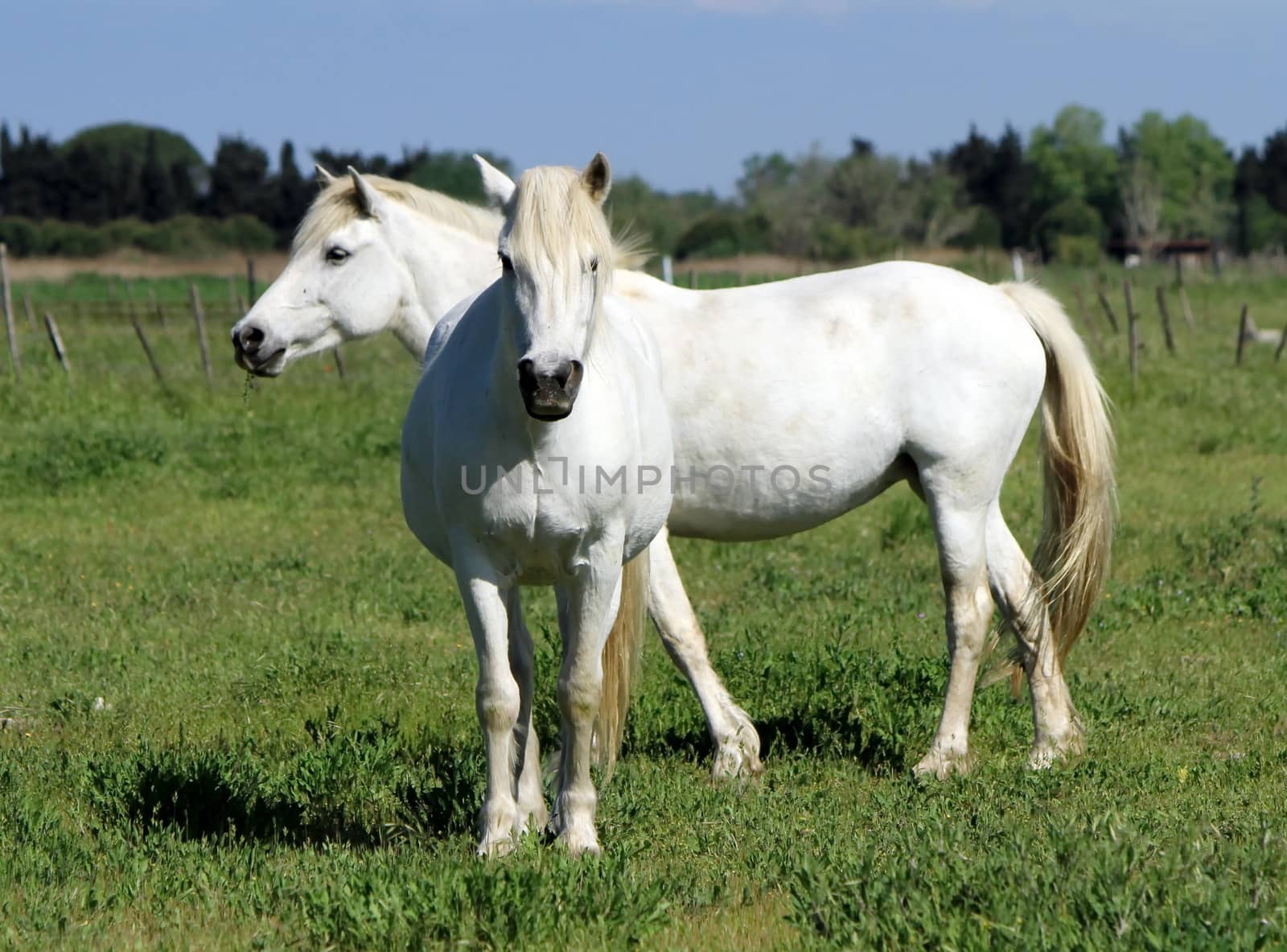 Two Camargue horses standing in a meadow, France