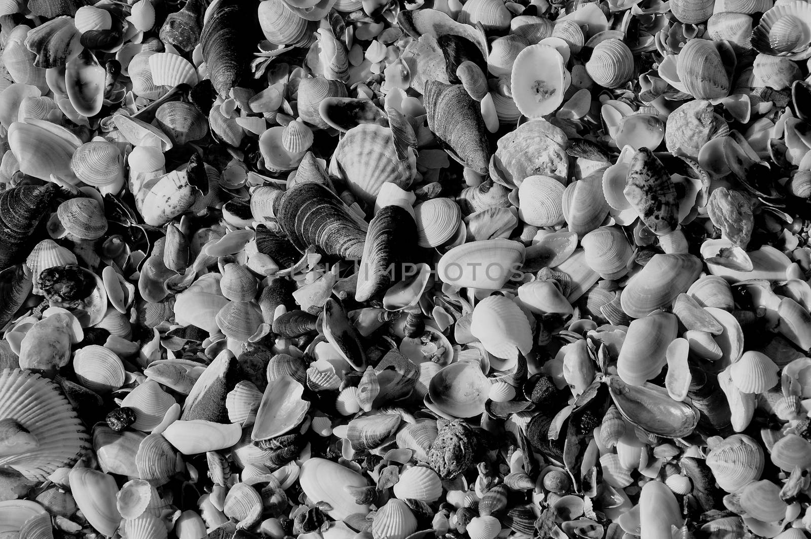 Shells are washed ashore in Varna