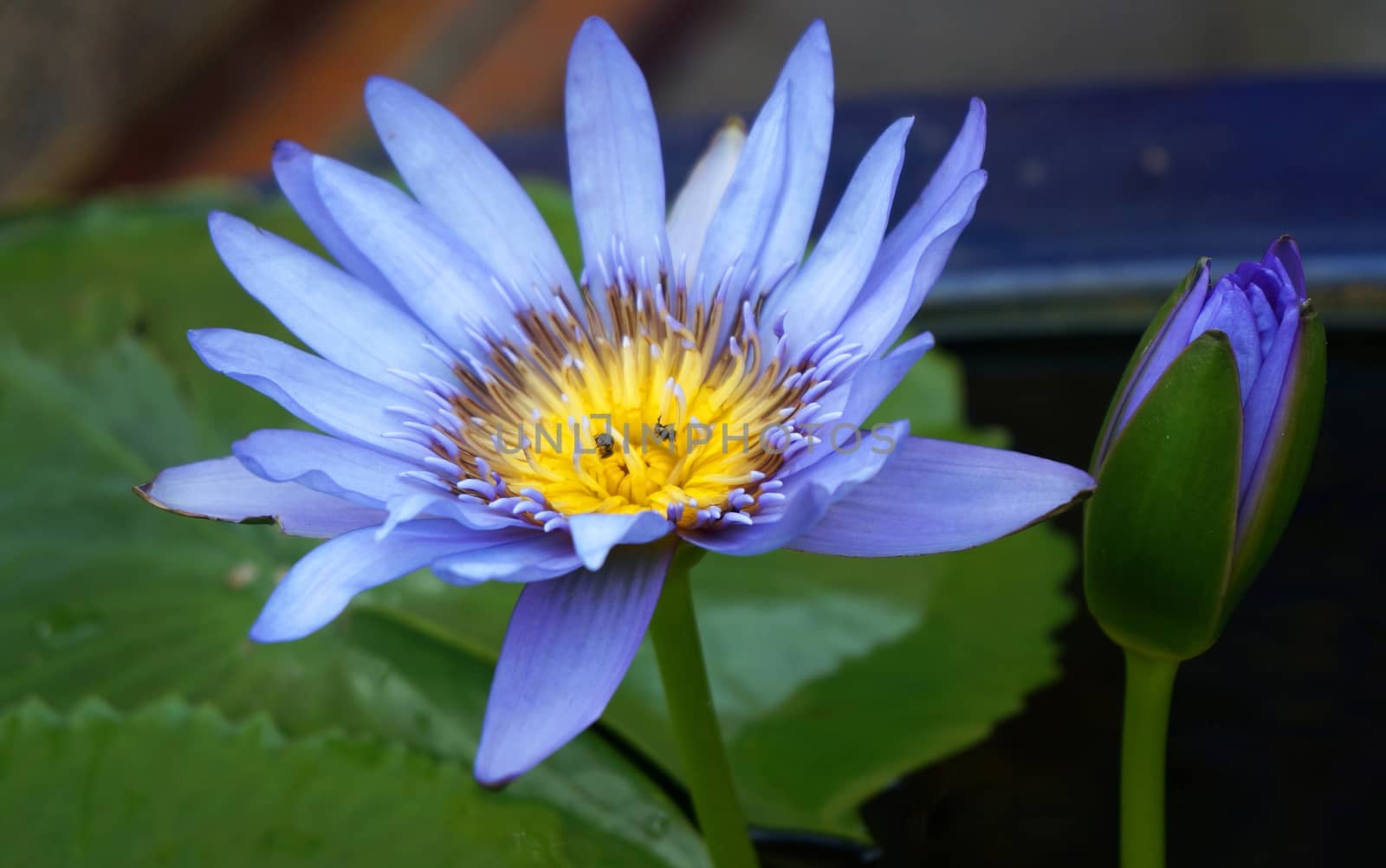 Blue Lotus in full bloom, has small bees live inside the pollen flowers.                             