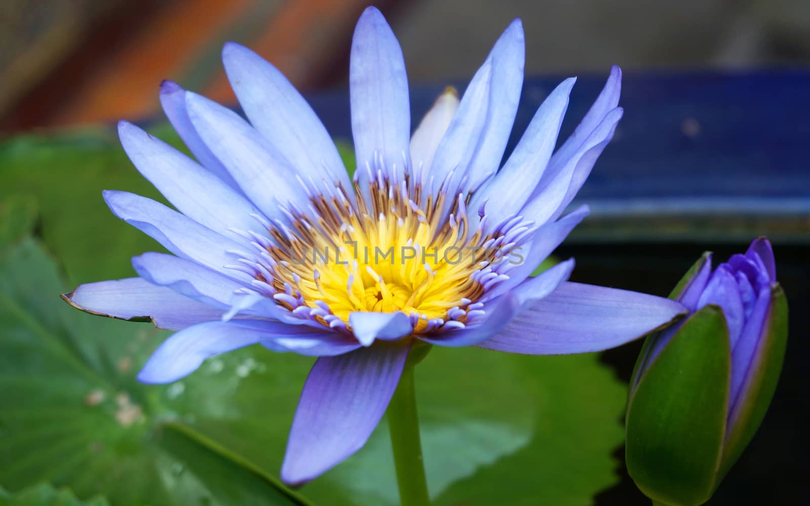 Blue Lotus in full bloom, has yellow pollen inside flowers.                               